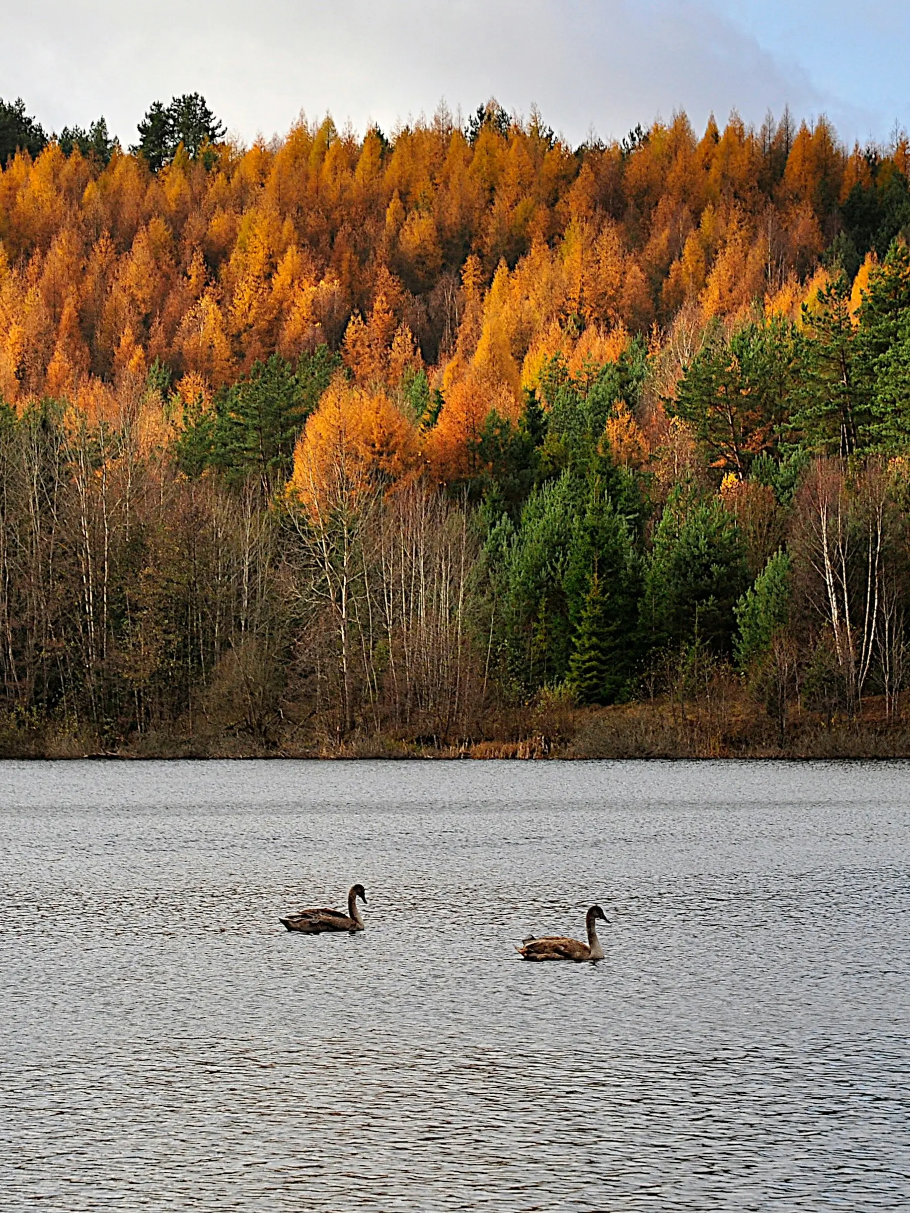 Ancestry Dna Test Poland